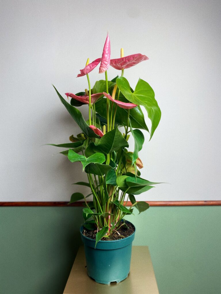 Anthurium Diamond różowe L