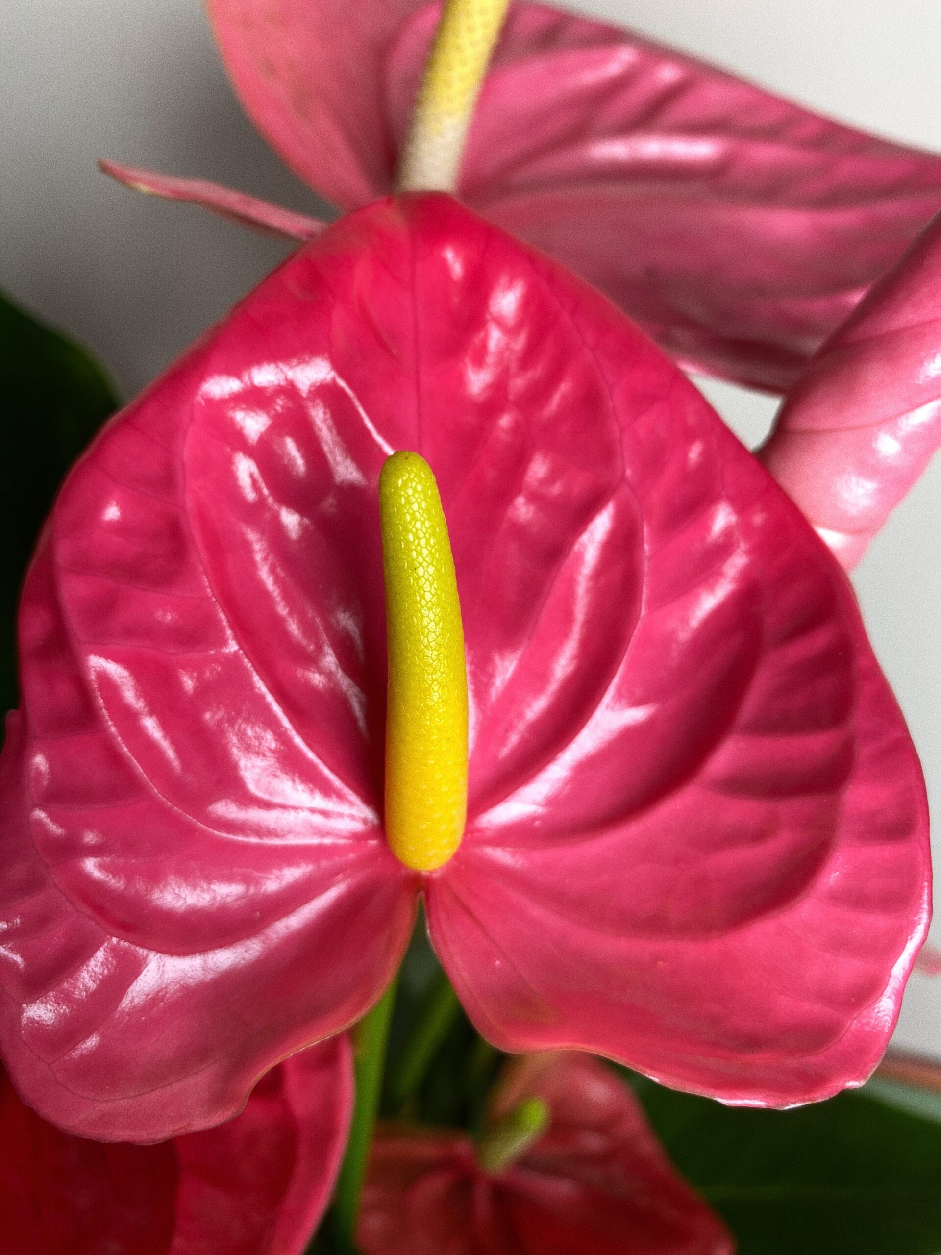 Anthurium Diamond różowe L