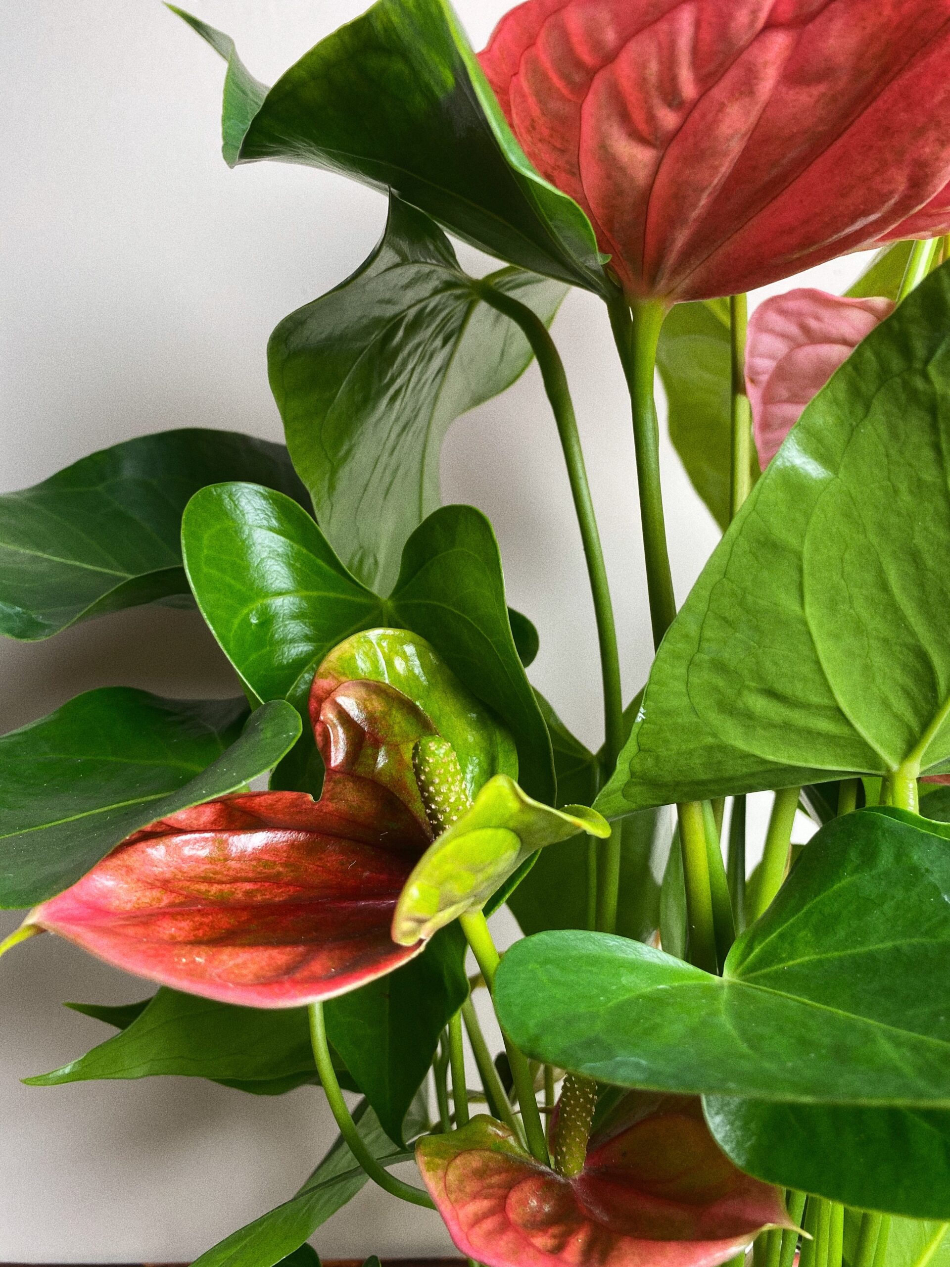 Anthurium Diamond różowe L