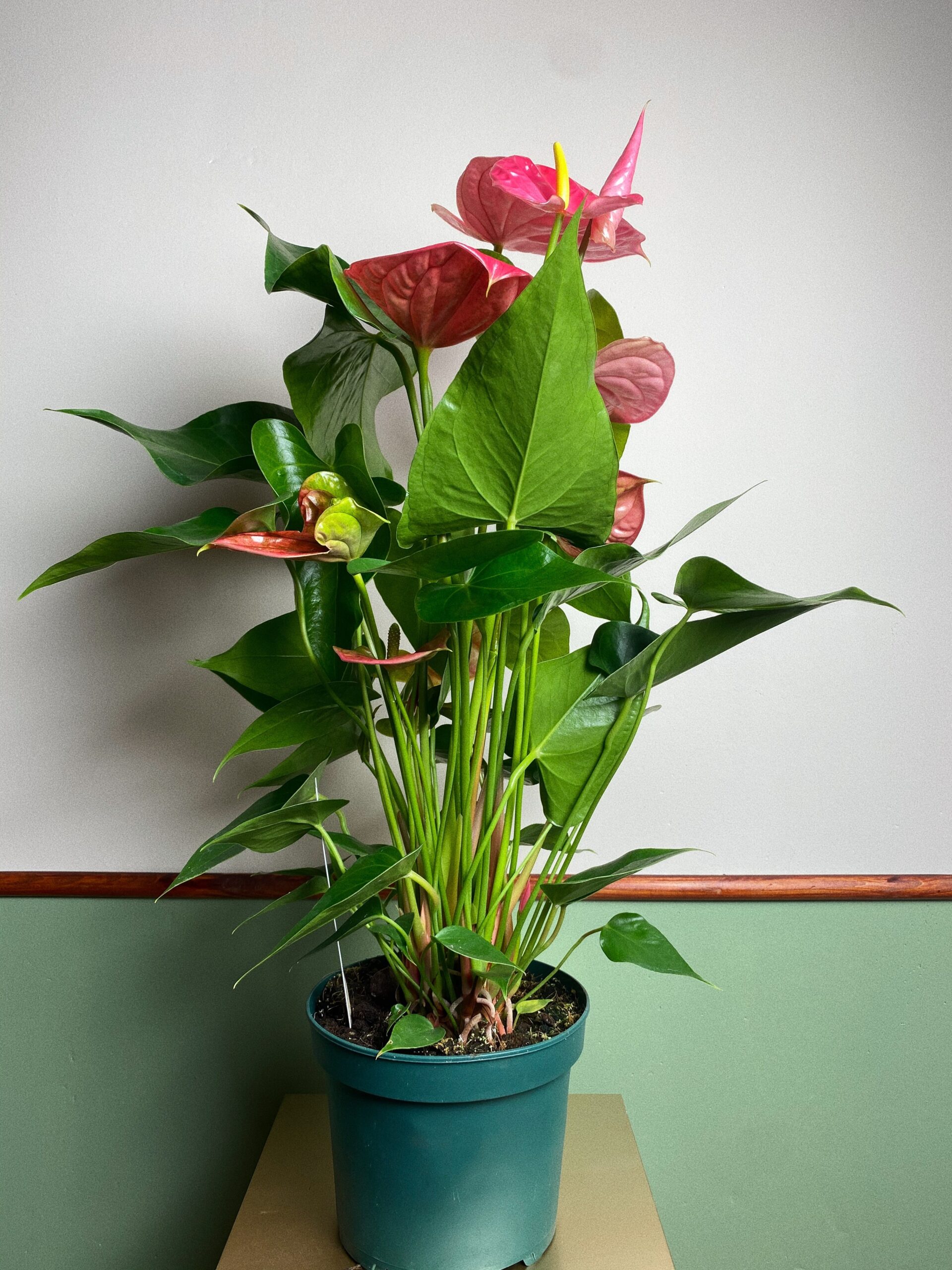 Anthurium Diamond różowe L