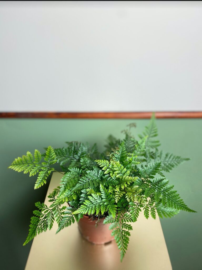 Davallia Fejeensis