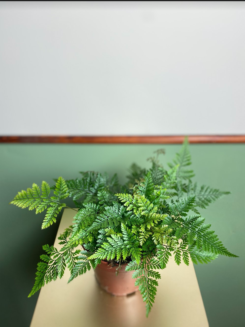 Davallia Fejeensis