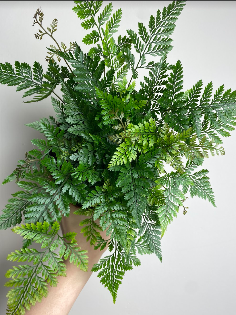 Davallia Fejeensis