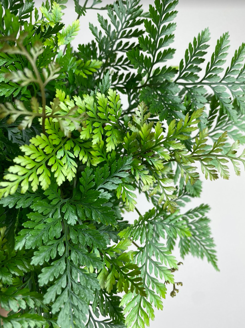 Davallia Fejeensis