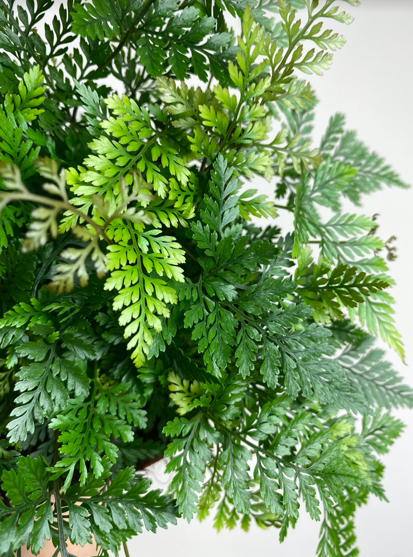 Davallia Fejeensis