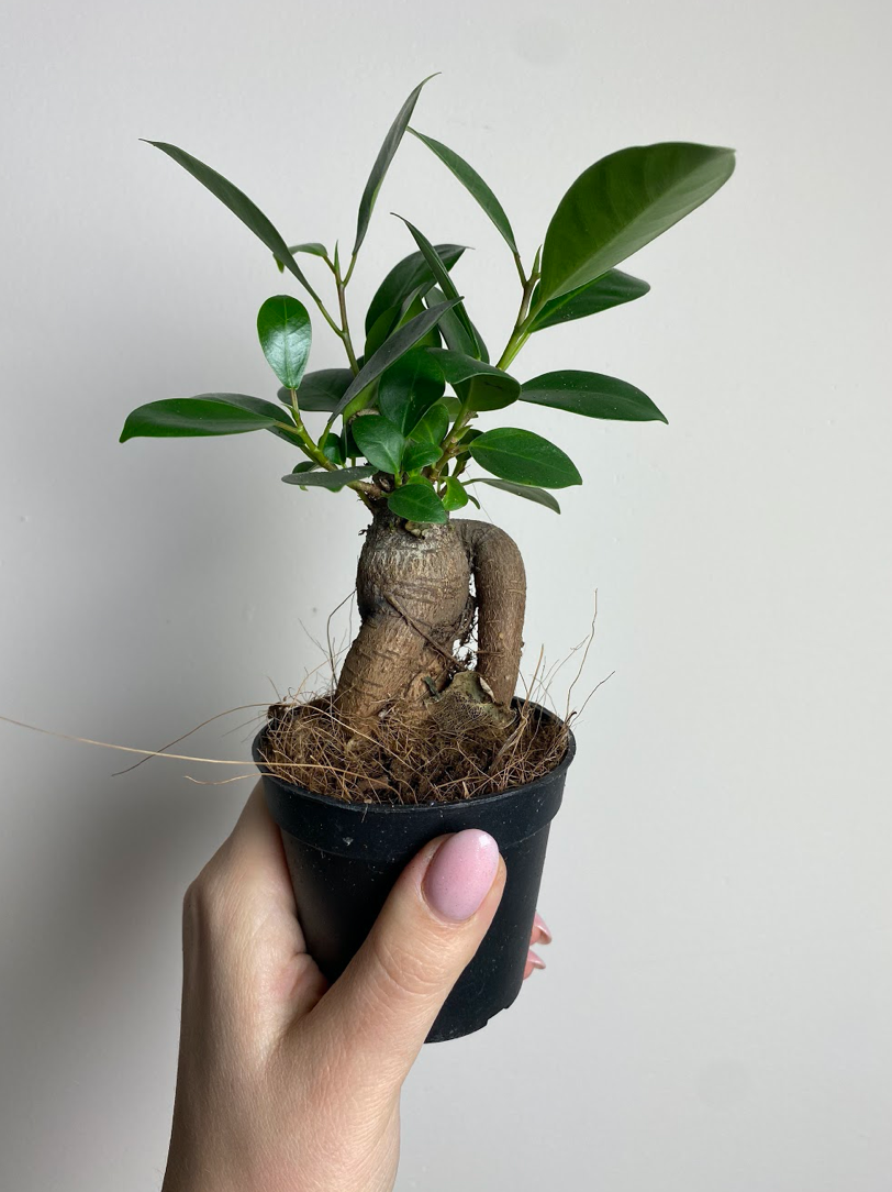Ficus Ginseng