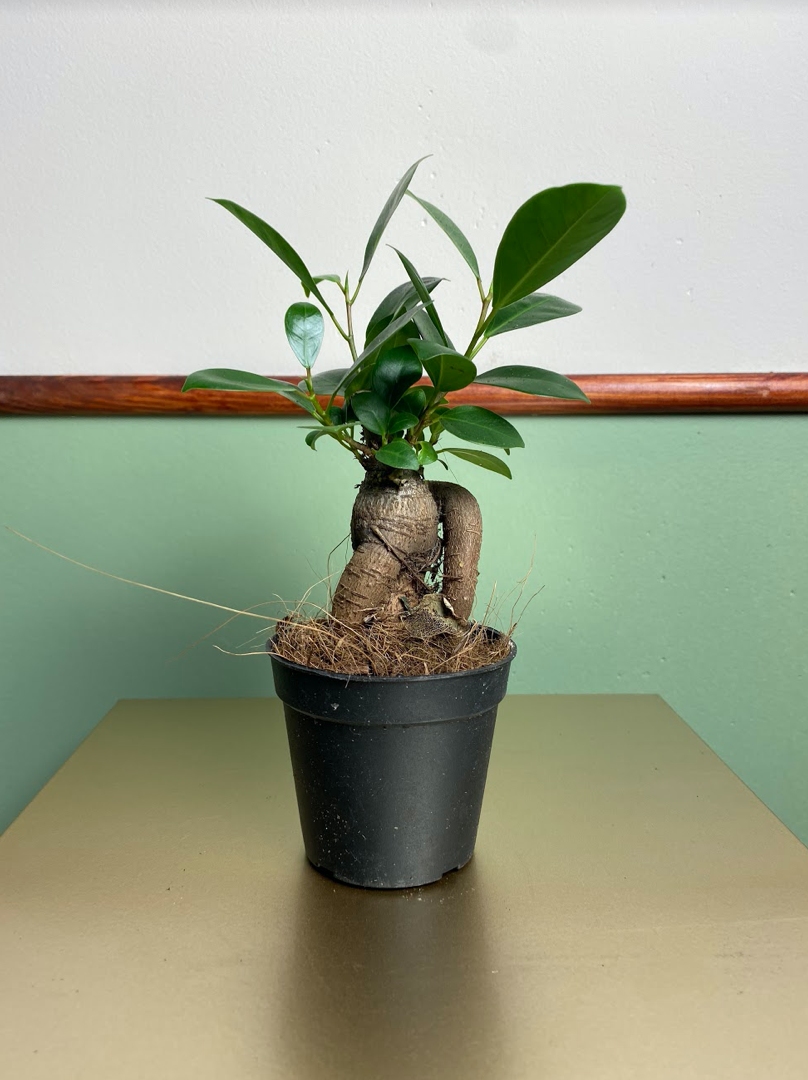 Ficus Ginseng