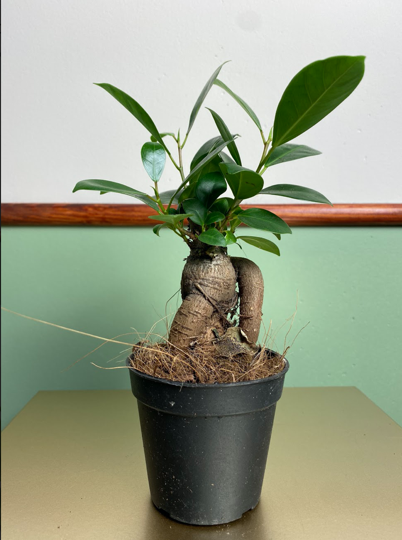 Ficus Ginseng