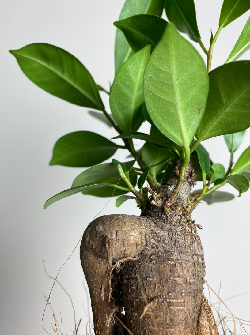 Ficus Ginseng