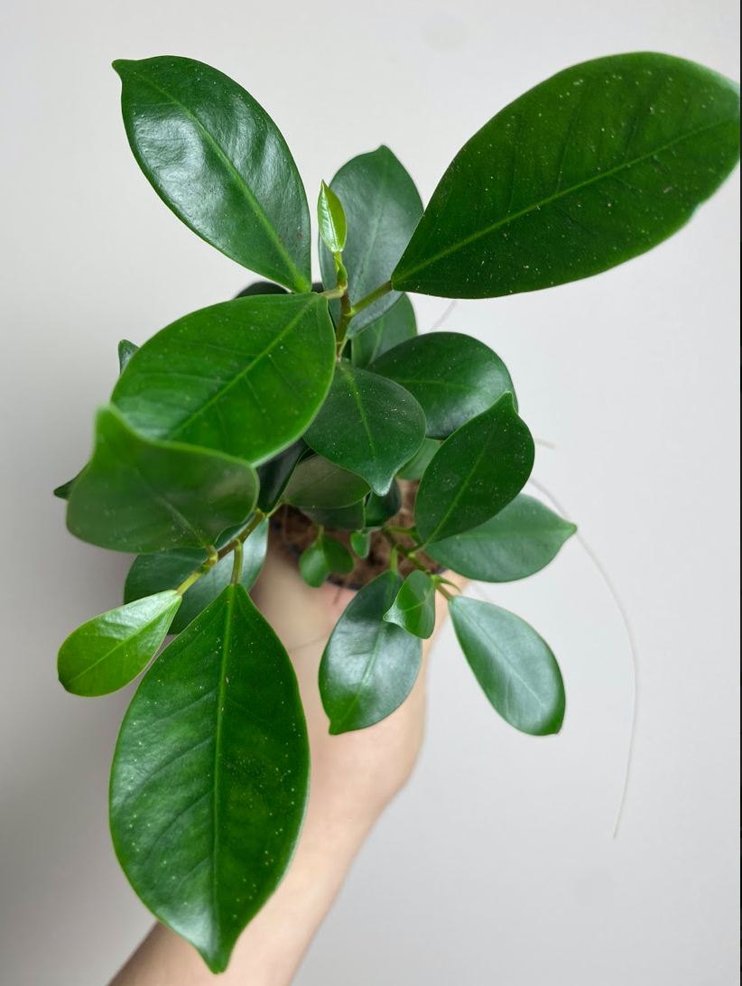 Ficus Ginseng
