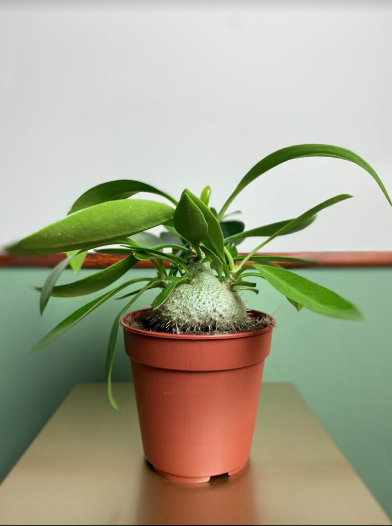 Myrmecodia beccarii