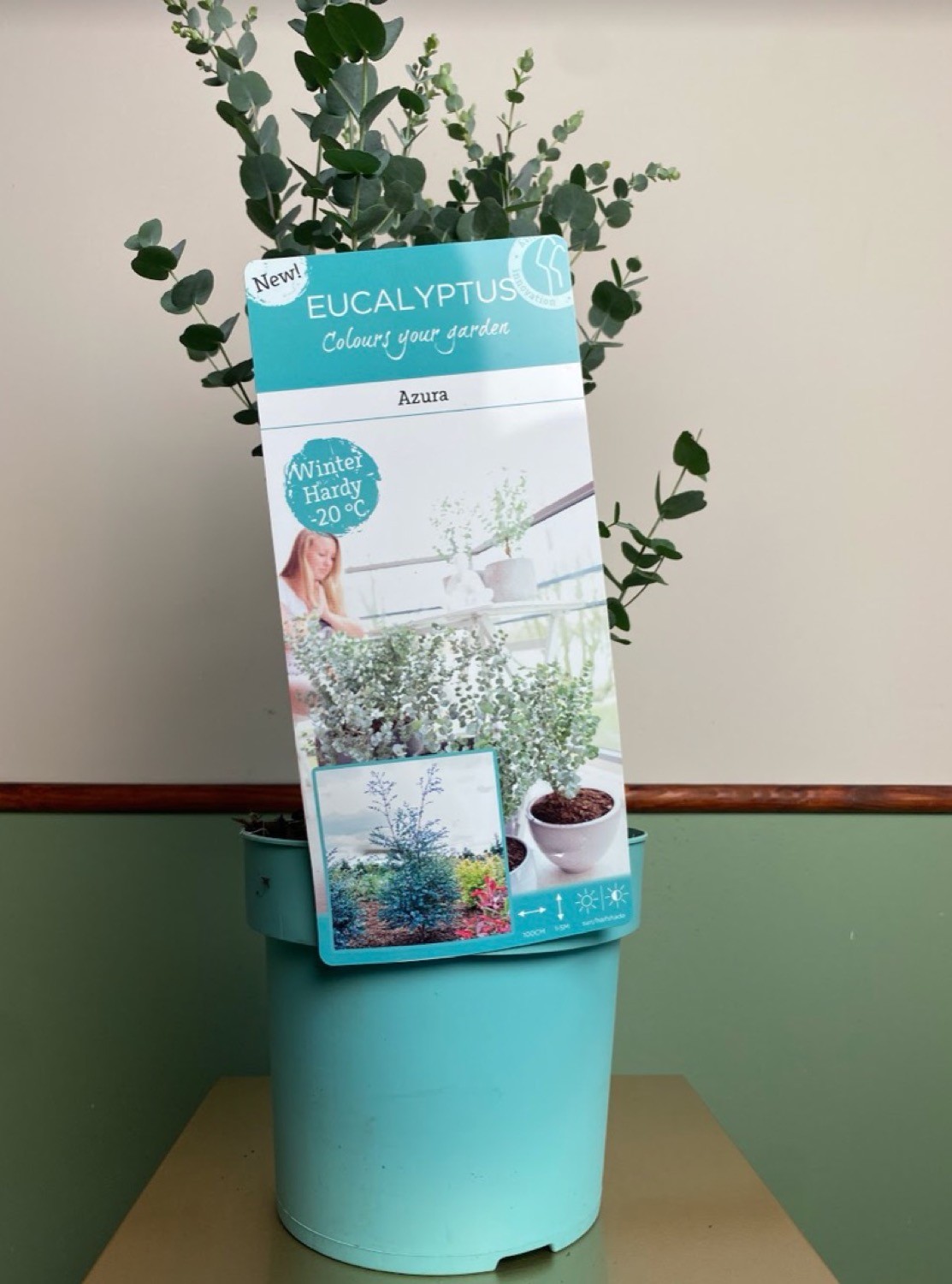 Eucaliptus Gunni Azura