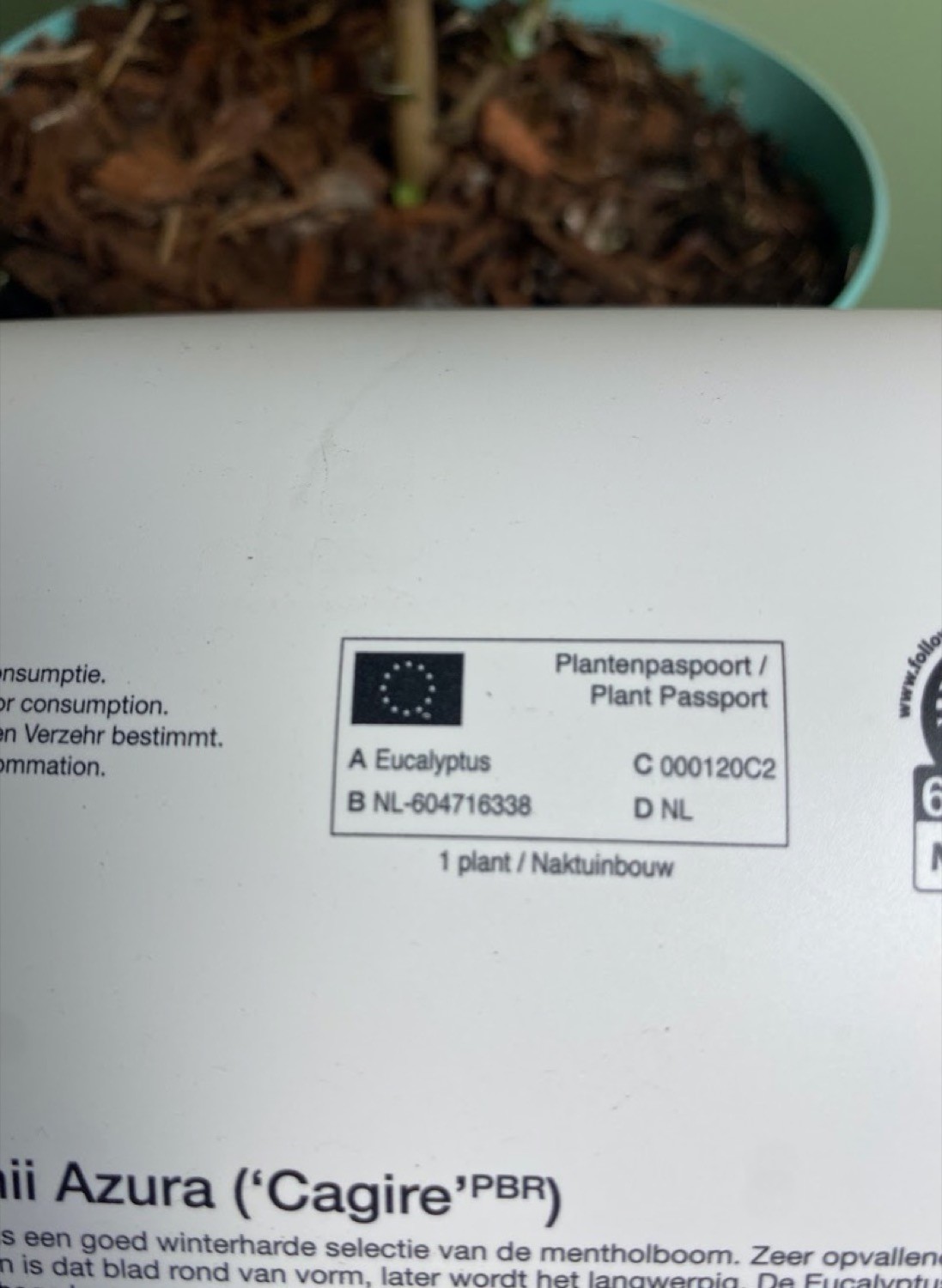 Eucaliptus Gunni Azura