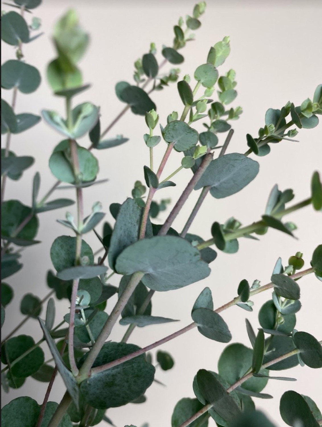 Eucaliptus Gunni Azura