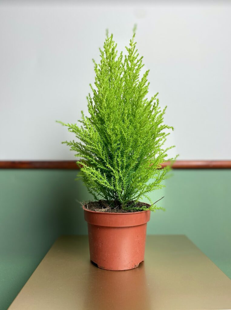 Cupressus macrocarpa S
