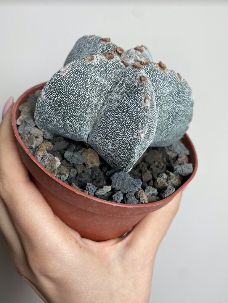 Astrophytum