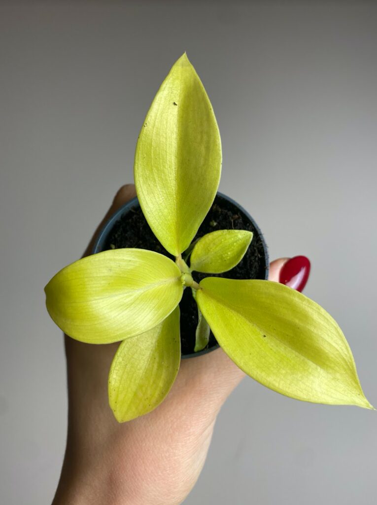 Philodendron Lemon Lime