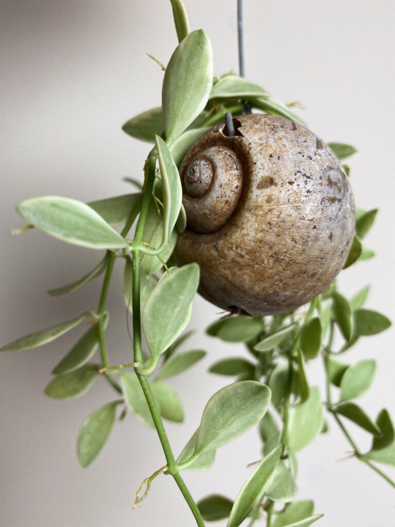Dischidia White Diamond Sea Shell