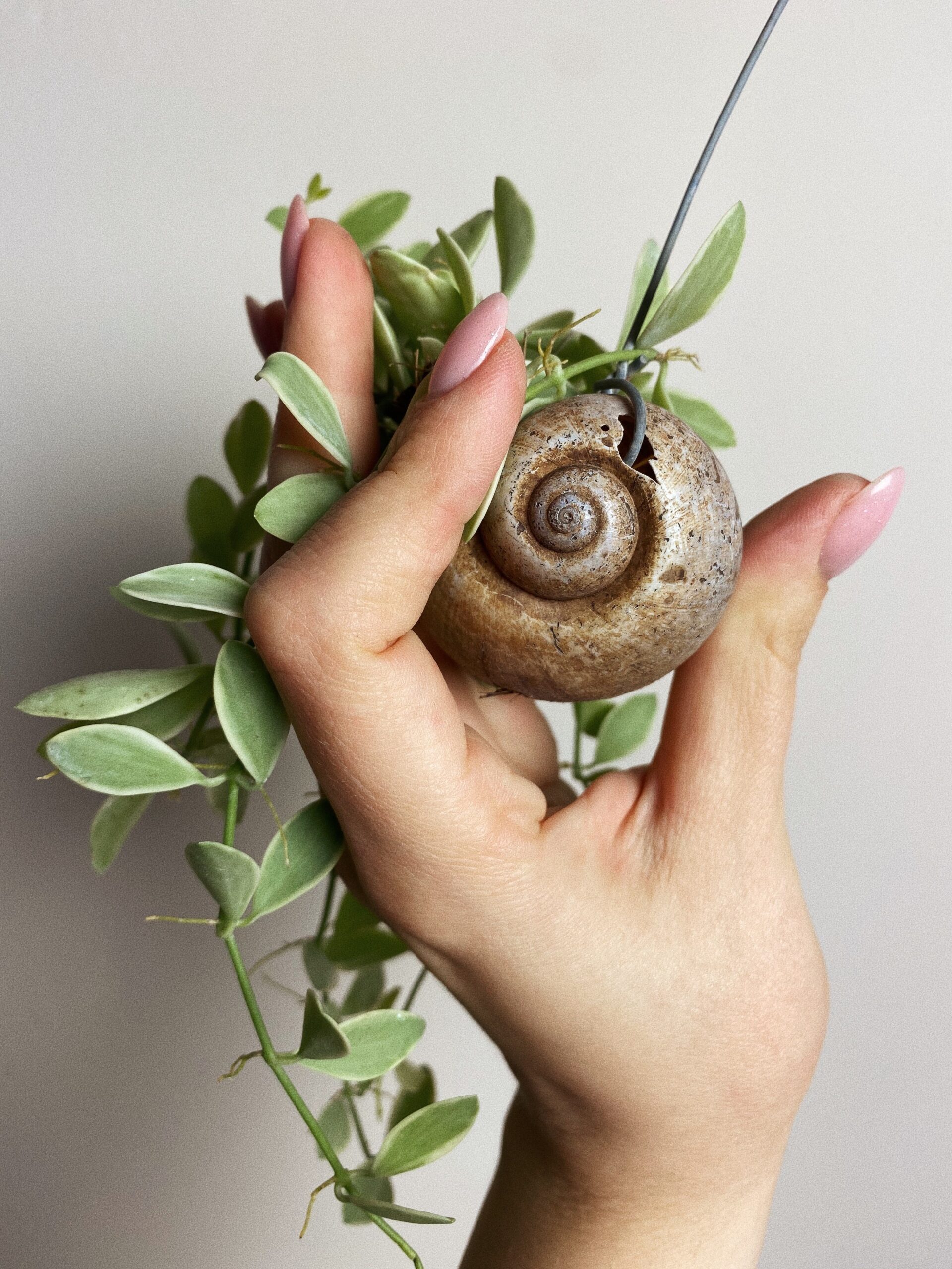 Dischidia White Diamond Sea Shell