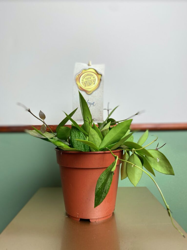 Hoya Gracilis