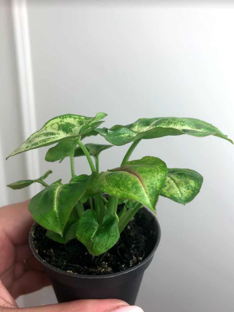 Syngonium Pixie