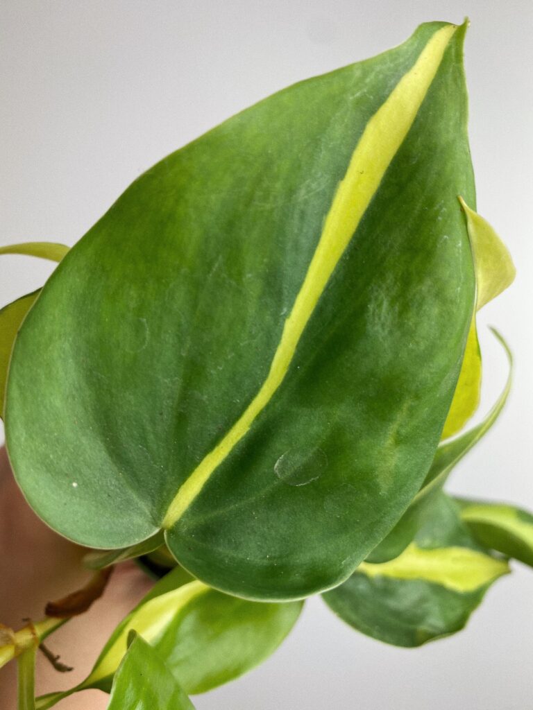 Philodendron Brasil S