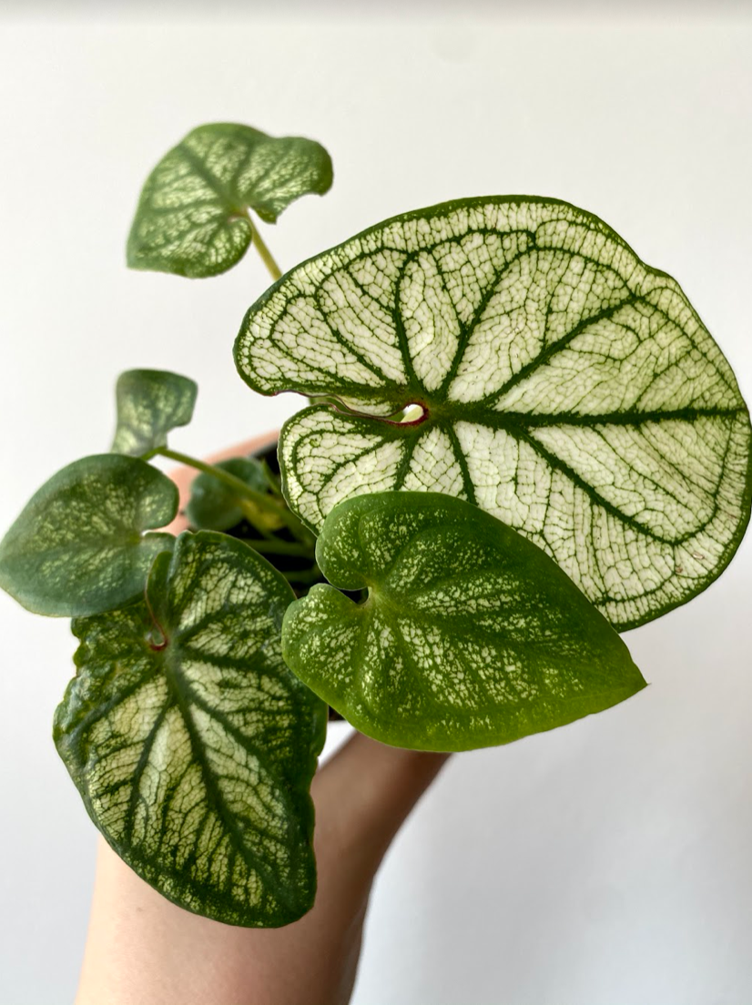 Caladium Candidum