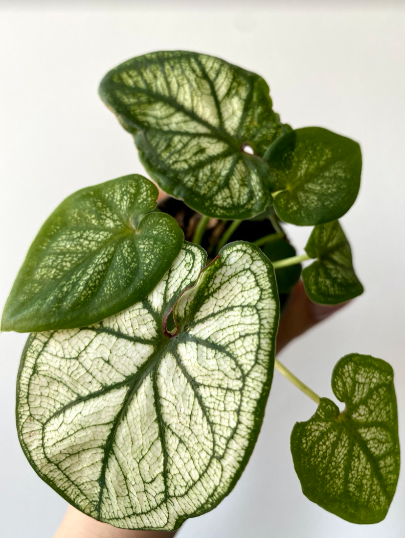 Caladium Candidum