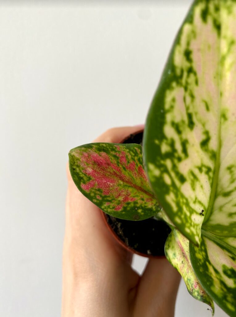Aglaonema Zizou