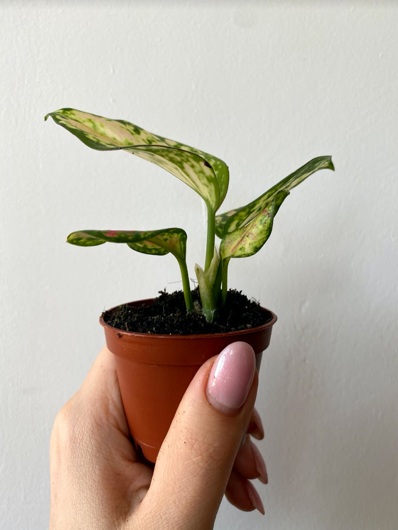 Aglaonema Zizou
