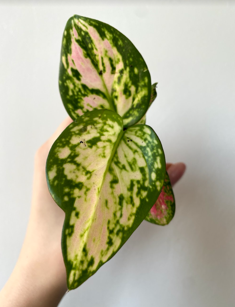 Aglaonema Zizou