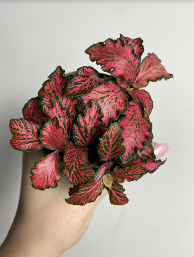 Fittonia Forest Flame