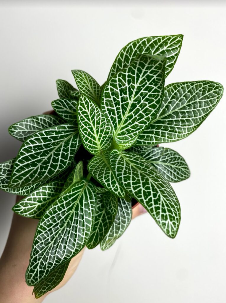 Fittonia verschaffeltii białożyłkowa