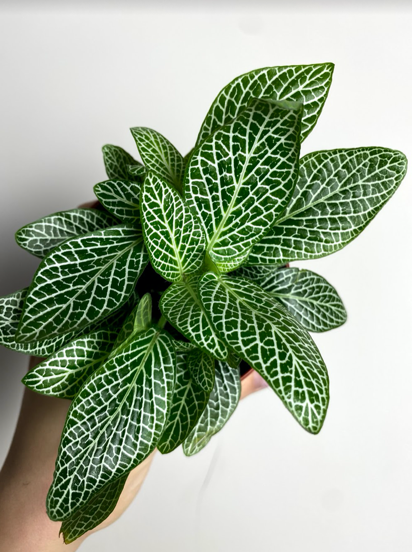 Fittonia verschaffeltii białożyłkowa