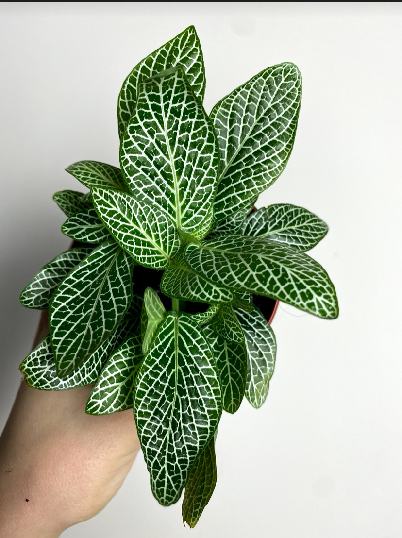 Fittonia verschaffeltii białożyłkowa