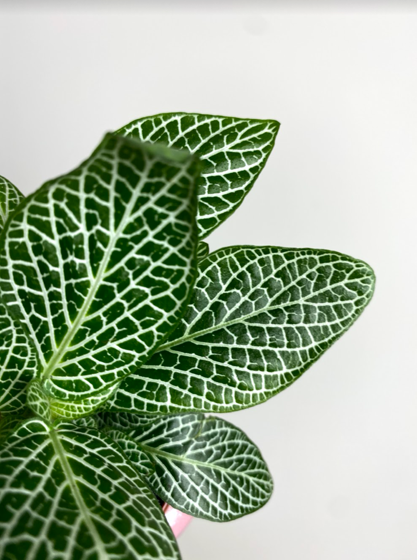 Fittonia verschaffeltii białożyłkowa
