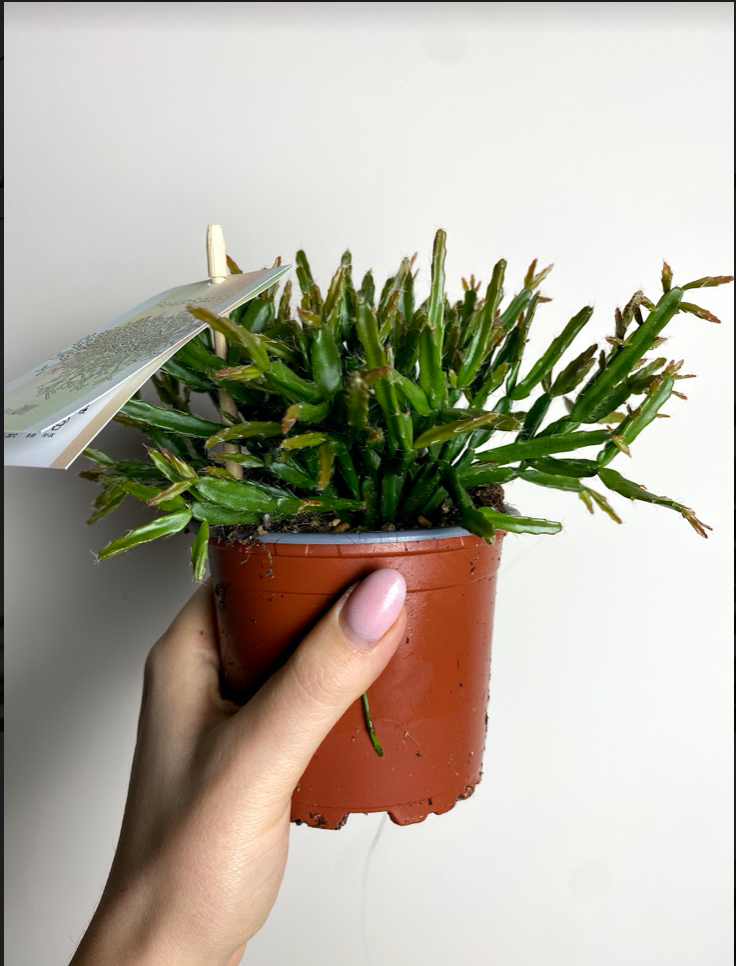 Rhipsalis Clavata