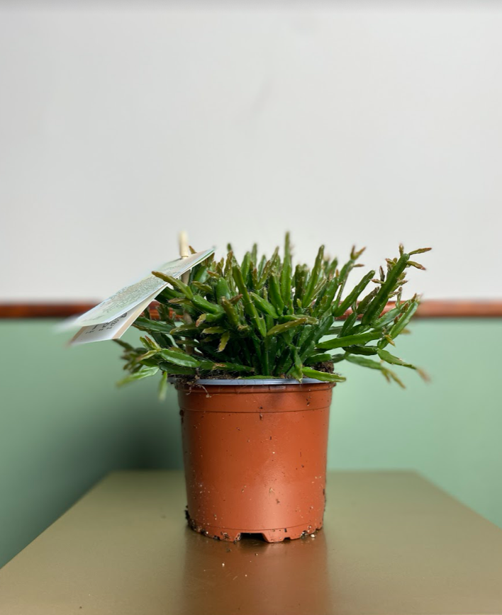 Rhipsalis Clavata