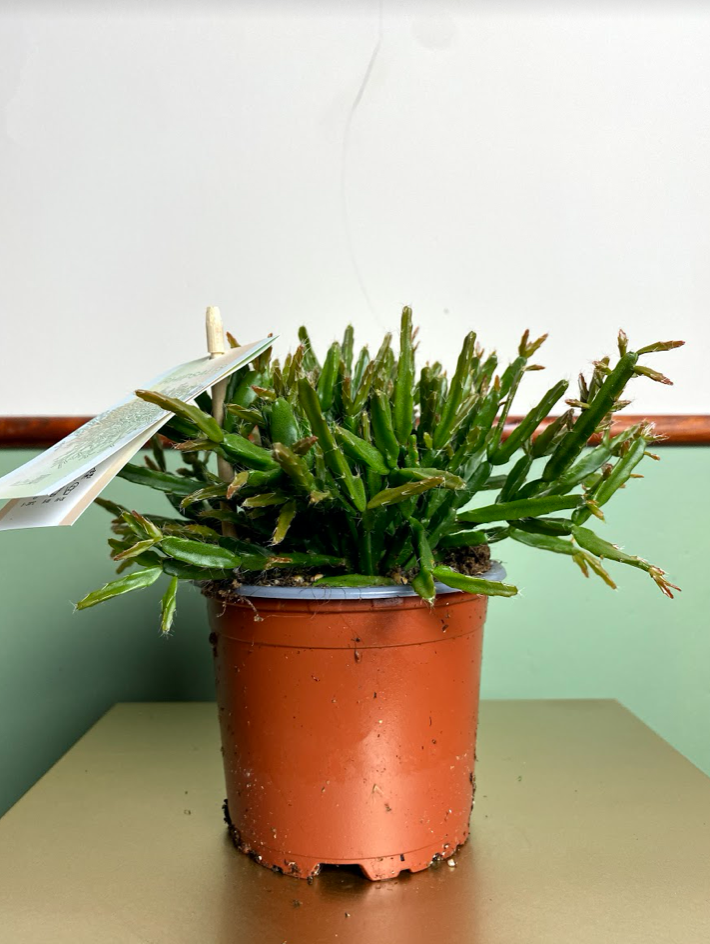Rhipsalis Clavata