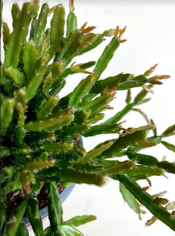 Rhipsalis Clavata