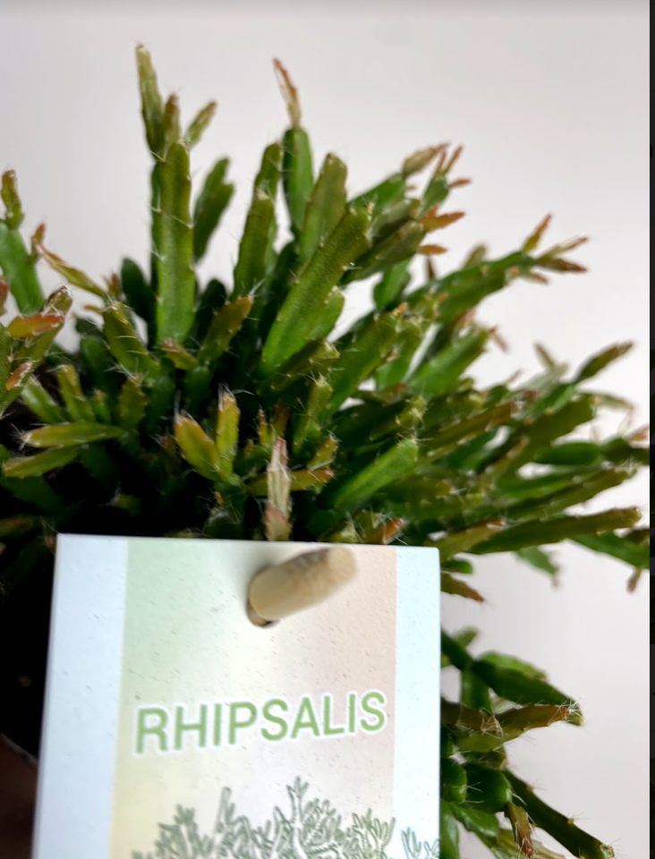 Rhipsalis Clavata