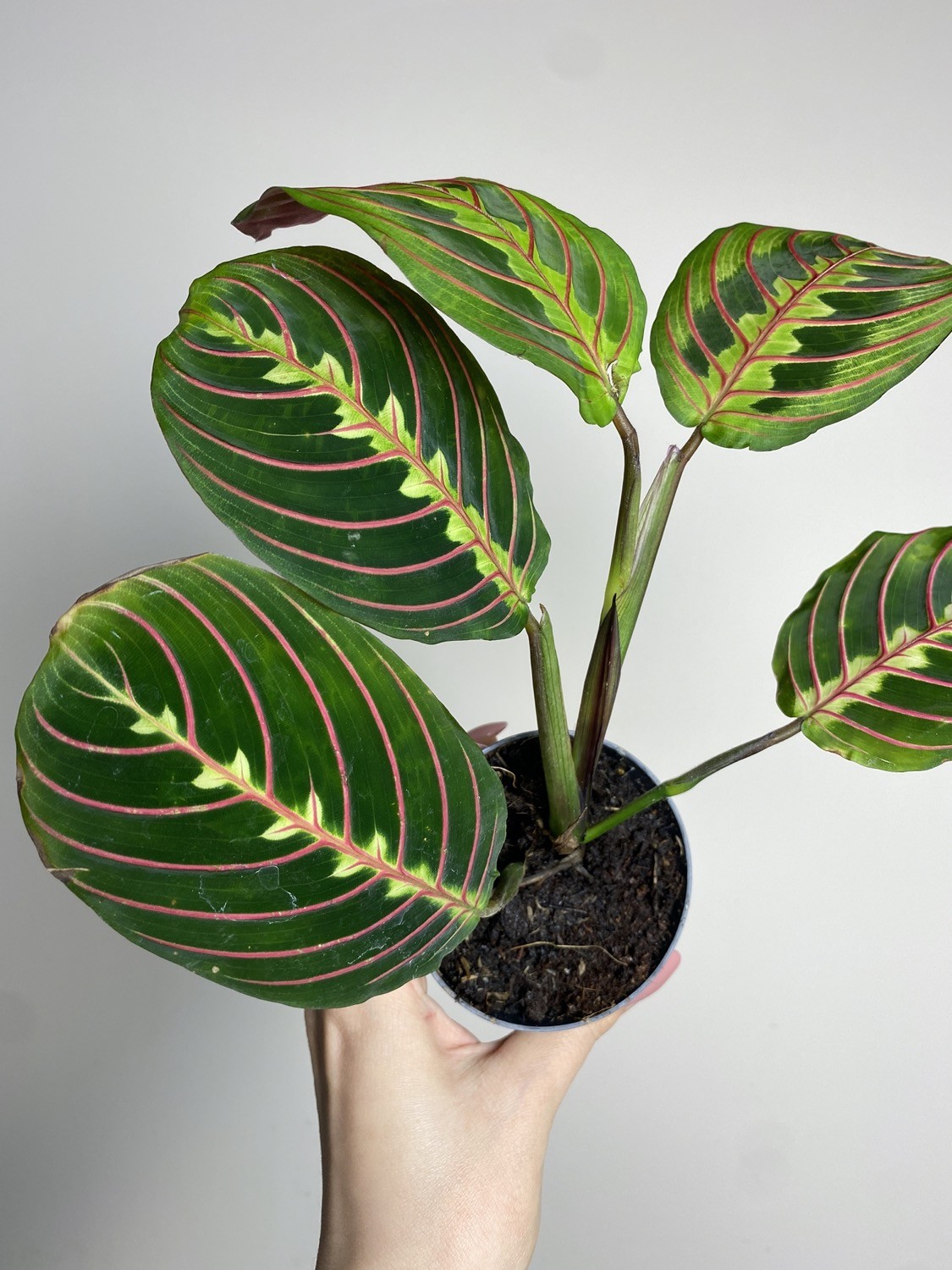 Maranta leuconeura ‘Fascinator Tricolor’ M