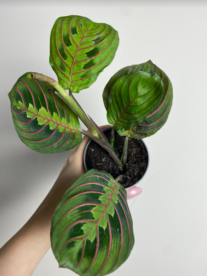 Maranta leuconeura ‘Fascinator Tricolor’ M