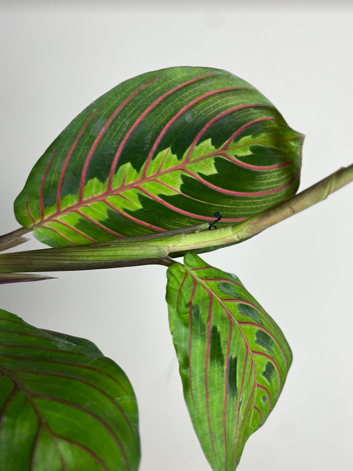 Maranta leuconeura ‘Fascinator Tricolor’ M