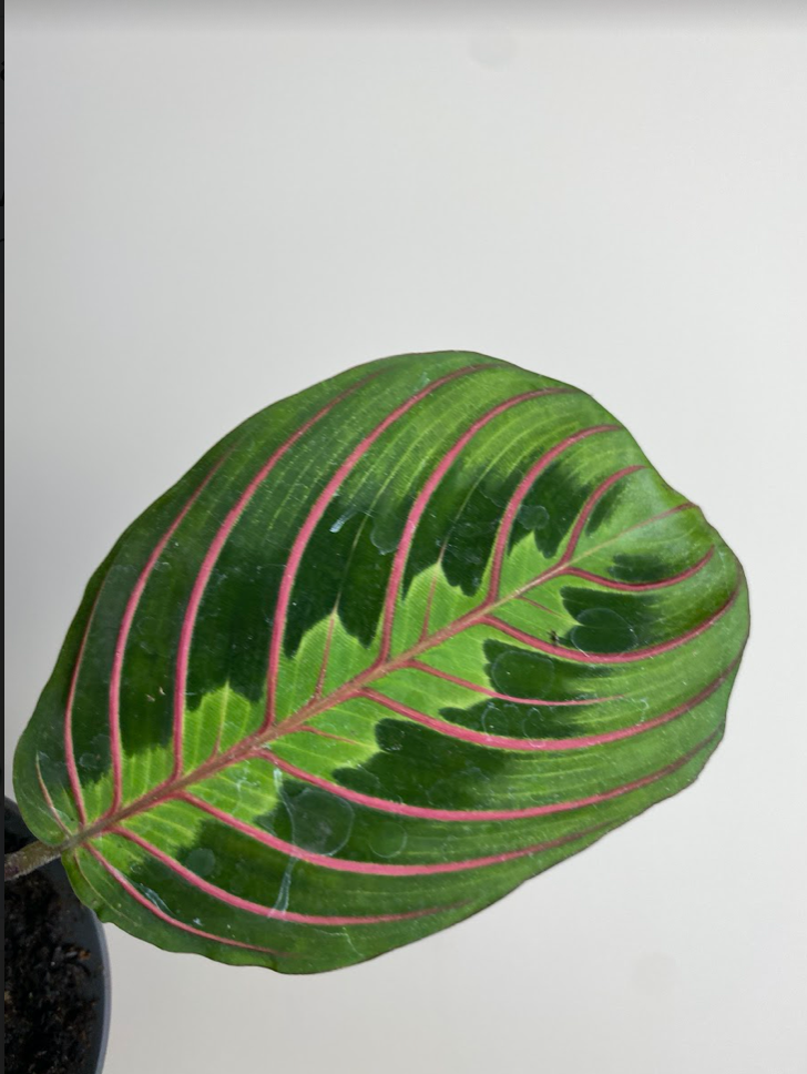 Maranta leuconeura ‘Fascinator Tricolor’ M
