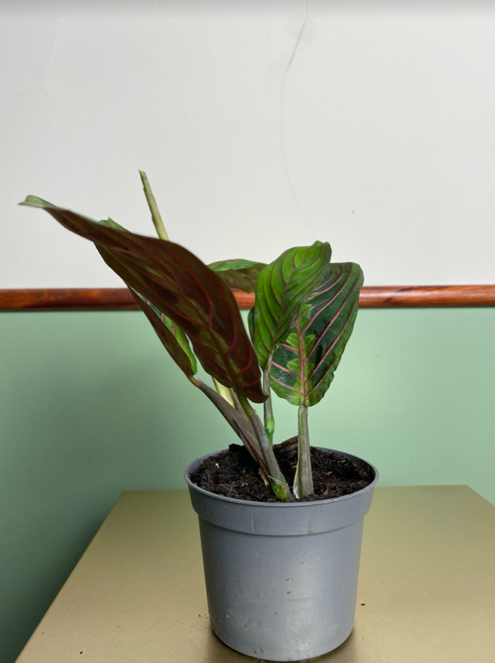 Maranta leuconeura ‘Fascinator Tricolor’ M