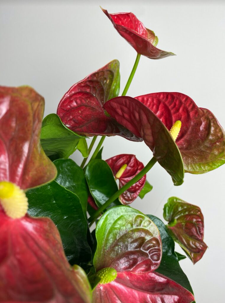 Anthurium Beliza