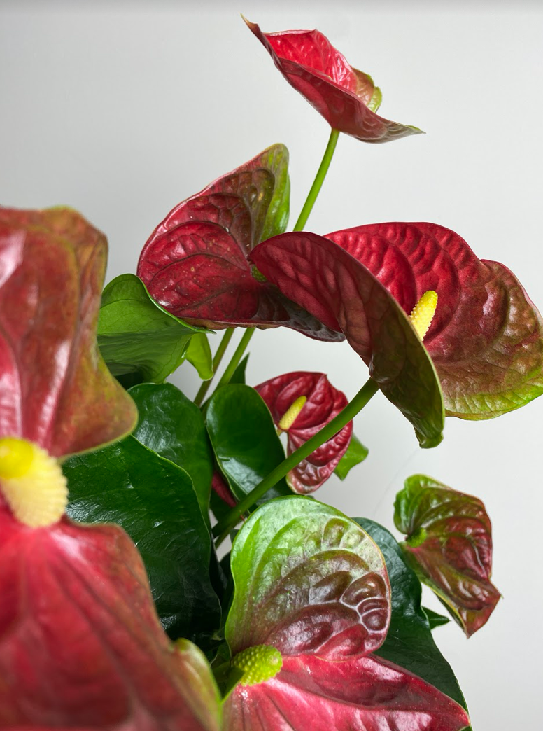 Anthurium Beliza