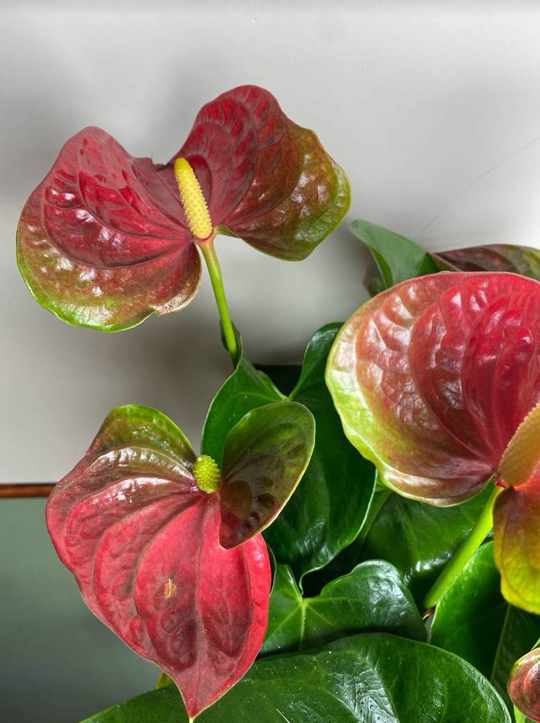 Anthurium Beliza