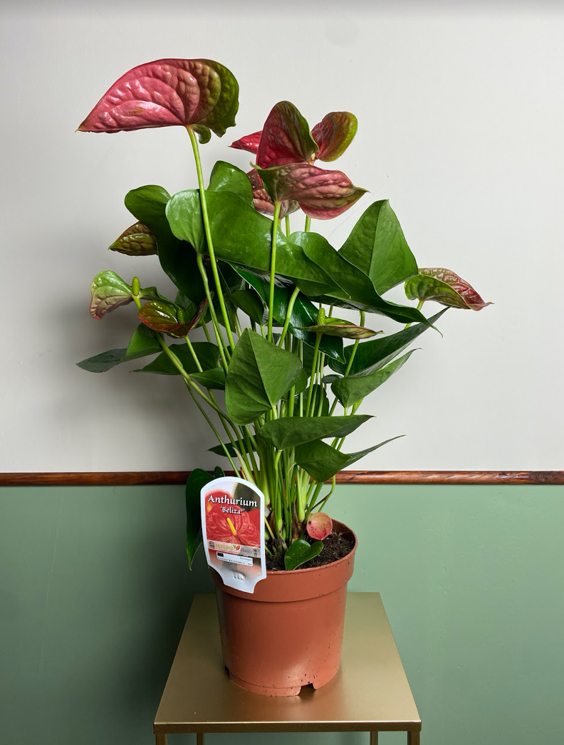 Anthurium Beliza